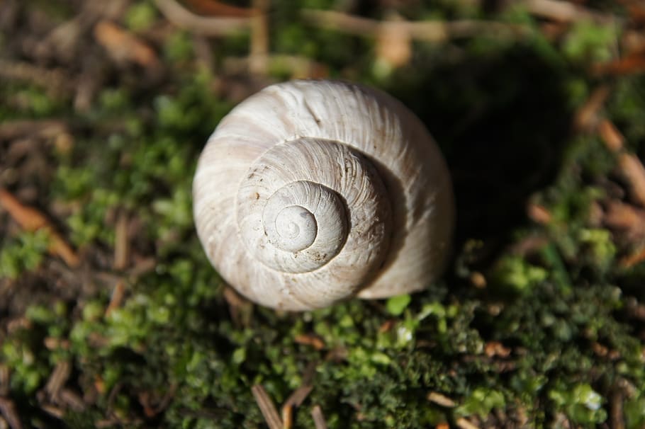 snail, shell, animal, spiral, mollusk, close up, garden, macro HD wallpaper