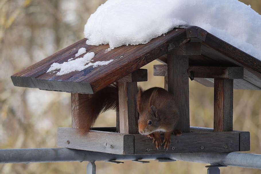aviary, squirrel, nature, wood, winter, wood - material, animal HD wallpaper