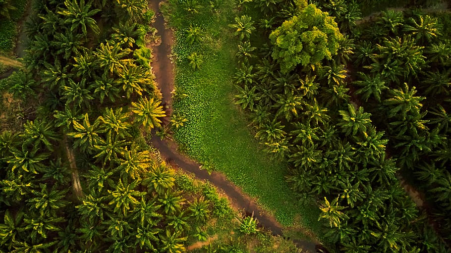 Top View Photo of Unpaved Road Surrounded by Trees, aerial photography