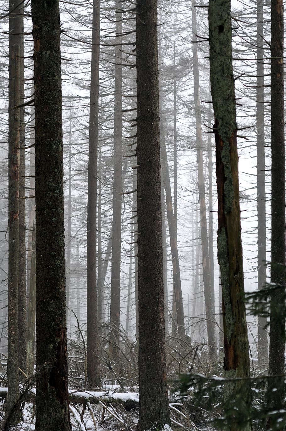 germany, harz, trees, winter, snow, forest, landscape, nature HD wallpaper