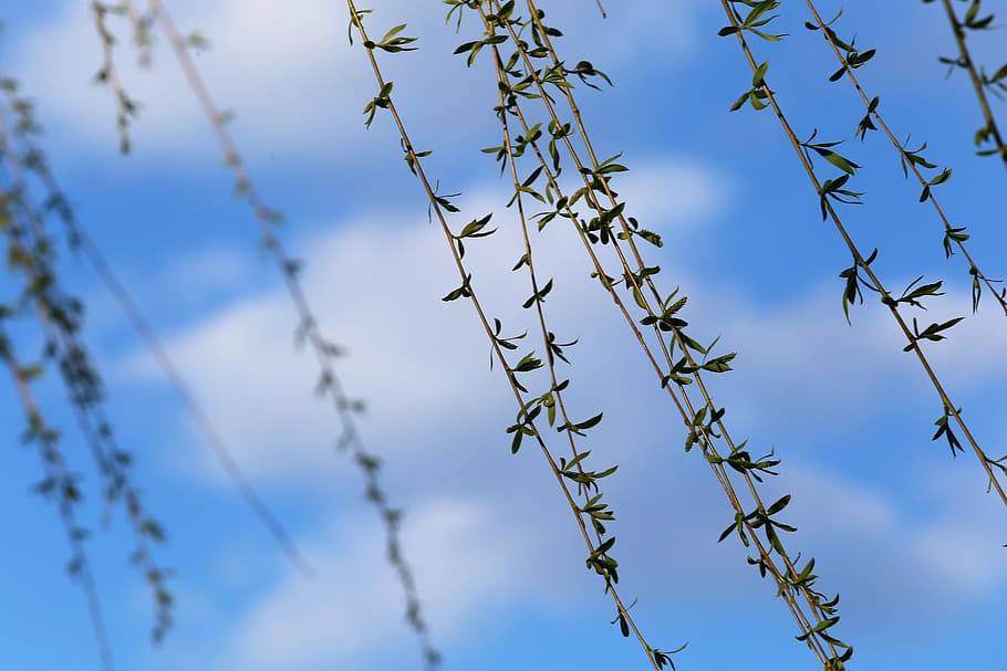 spring equinox, spring wind, weeping willow, white cloud, sky HD wallpaper