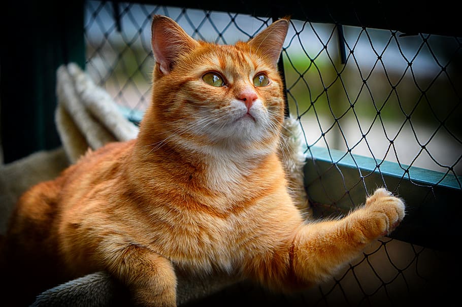 cat, red, cute, mackerel, tiger, sweet, cuddly, animal, domestic cat HD wallpaper