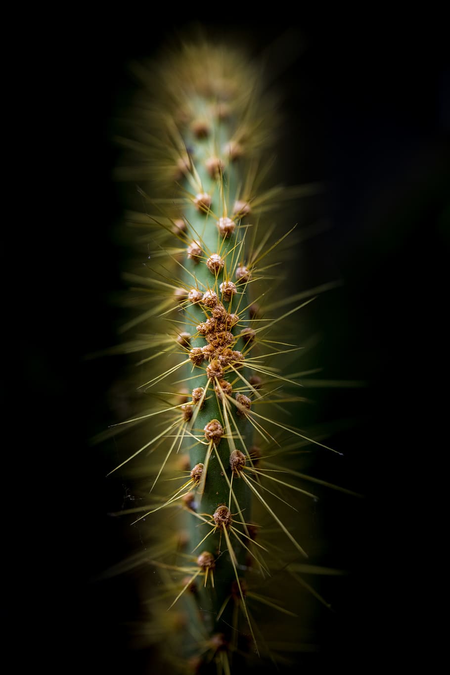 green cactus, plant, growth, succulent plant, beauty in nature HD wallpaper