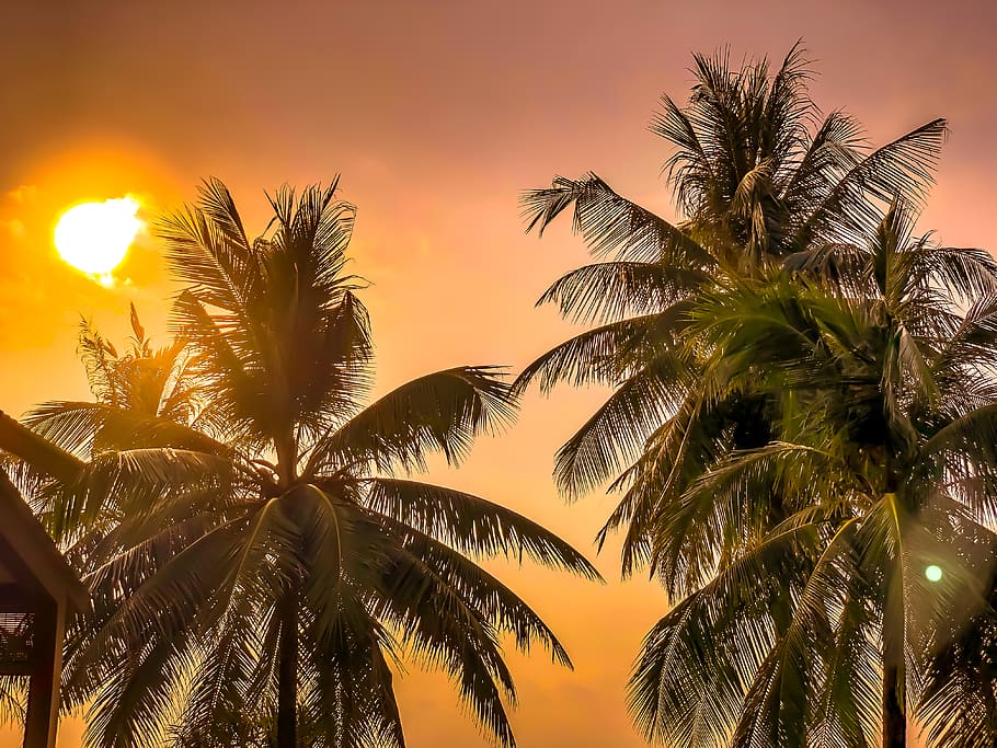green coconut palm trees under sunlight, nature, outdoors, flare HD wallpaper