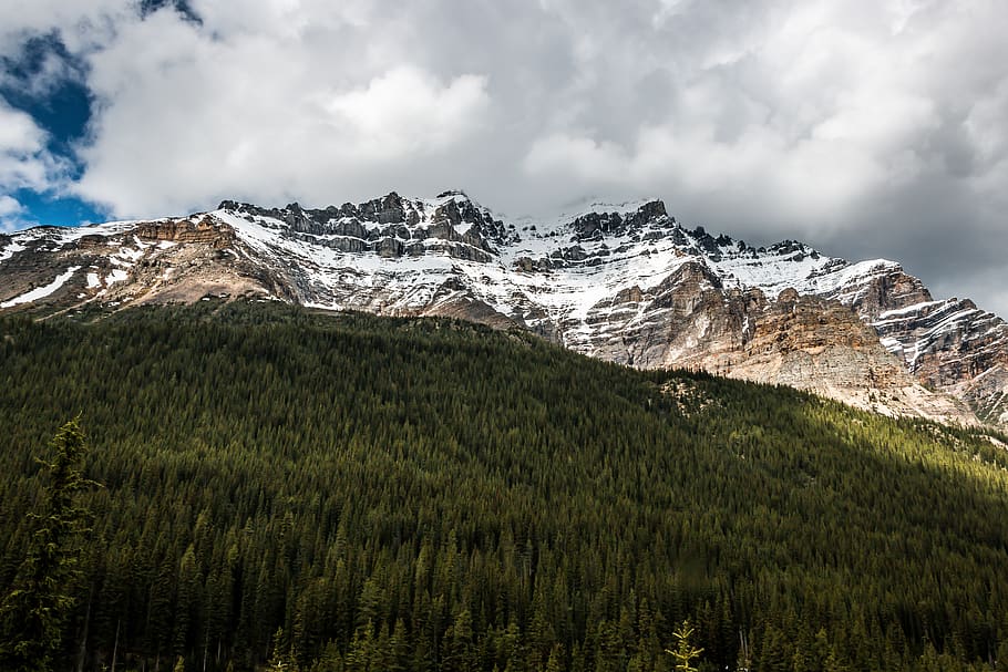 snow capped mountain, tree, nature, plant, outdoors, fir, abies HD wallpaper
