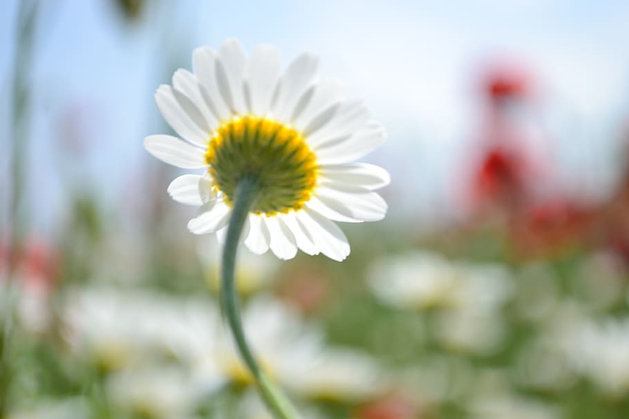 flowering plant, freshness, fragility, vulnerability, beauty in nature HD wallpaper