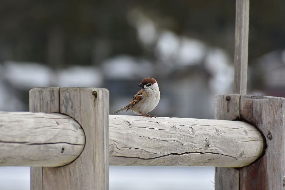 animal, wood, bird, wild birds, little bird, sparrow, seasonal, HD wallpaper