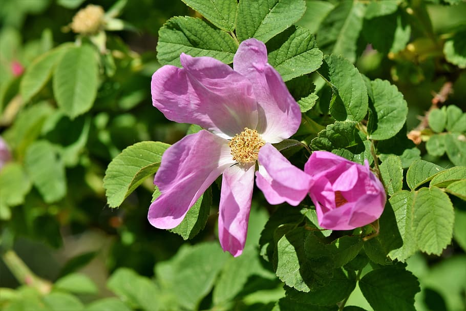 anemone, florets, blossom, bloom, spring flower, early bloomer HD wallpaper
