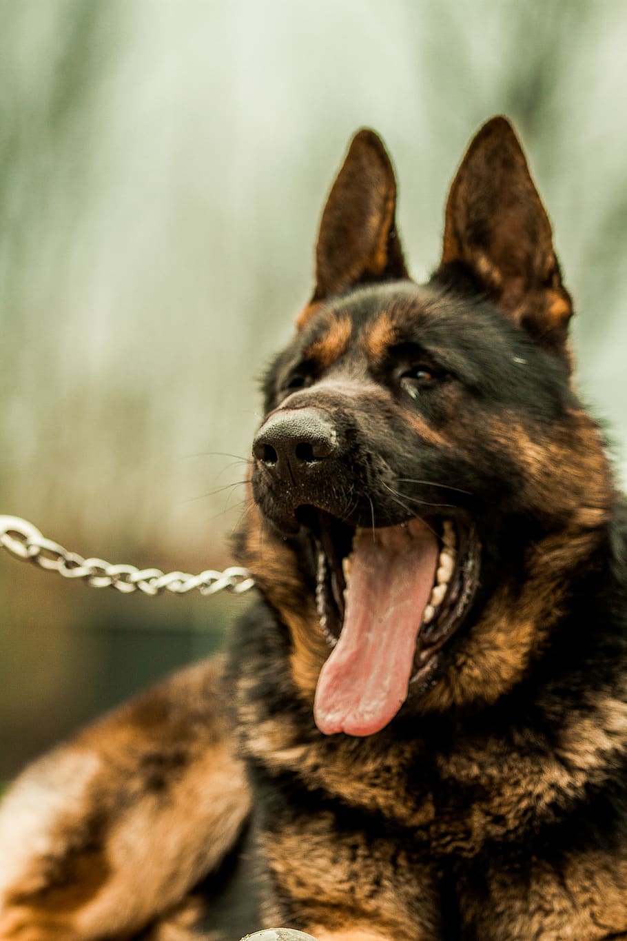 HD wallpaper: german shepherd, mammal, dog, canine, pet, animal, police dog  | Wallpaper Flare