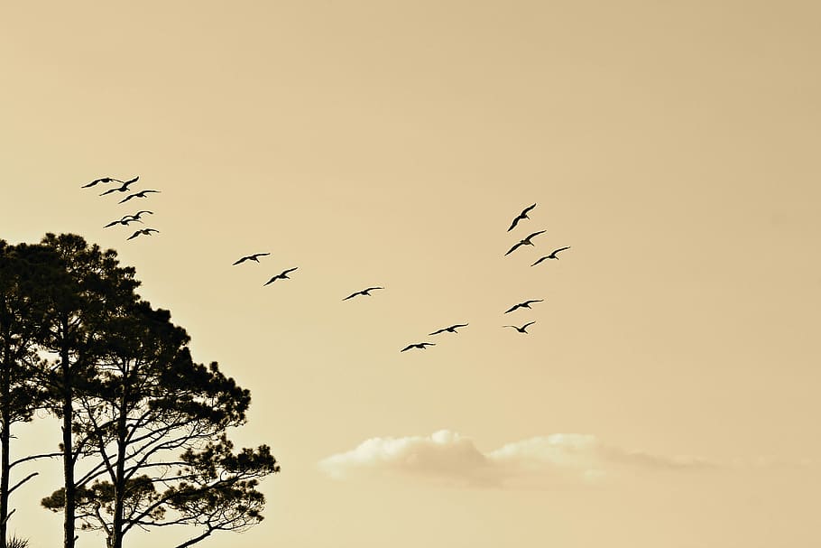 Black Birds Flying Near Black Leaf Tall Trees, animals, flight HD wallpaper
