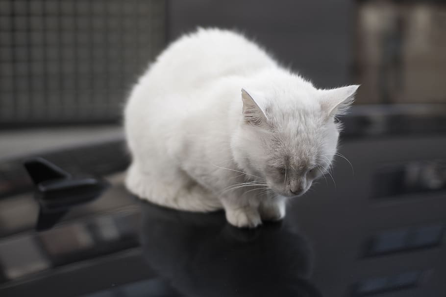 germany, berlin, cat, white cat, domestic, pets, mammal, domestic animals HD wallpaper