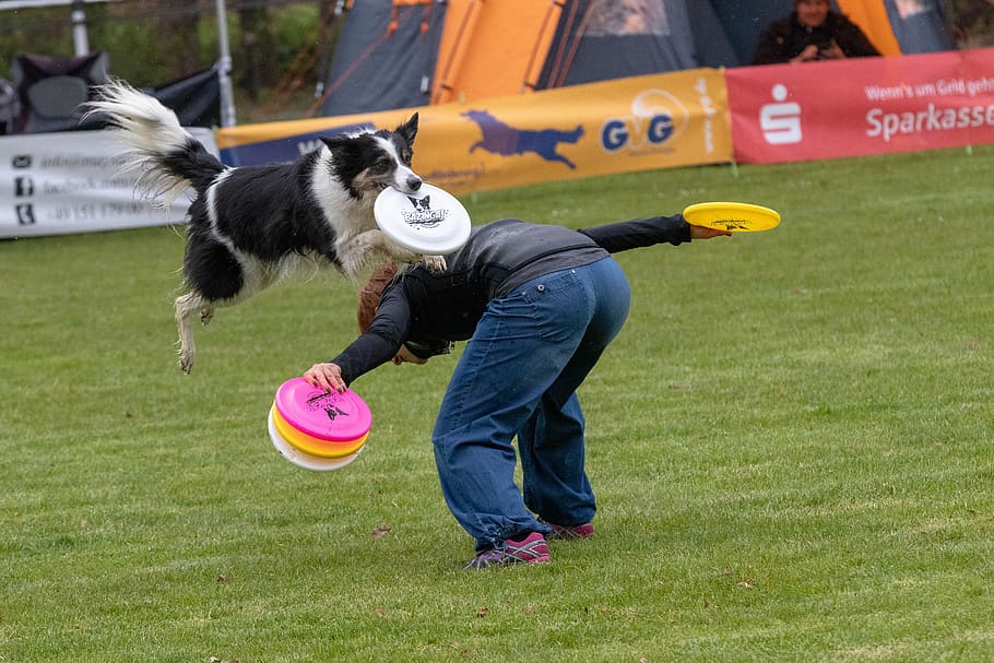 frisbee, dogfrisbee, disc mastiffs, hundesport, mammal, one animal HD wallpaper