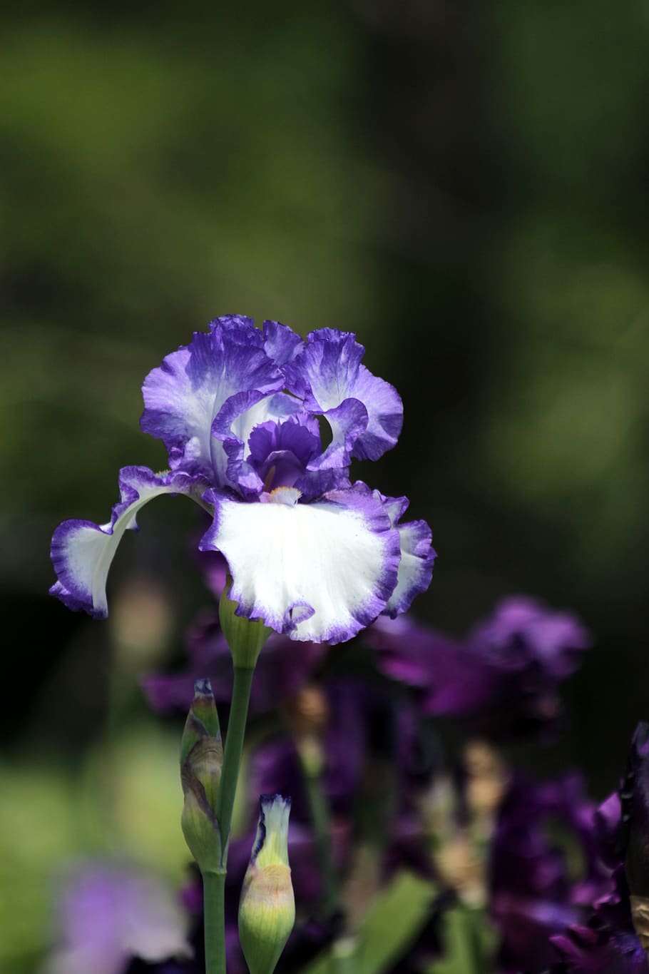 iris, blue iris, flowers, blue flower, bearded iris, handsomely HD wallpaper