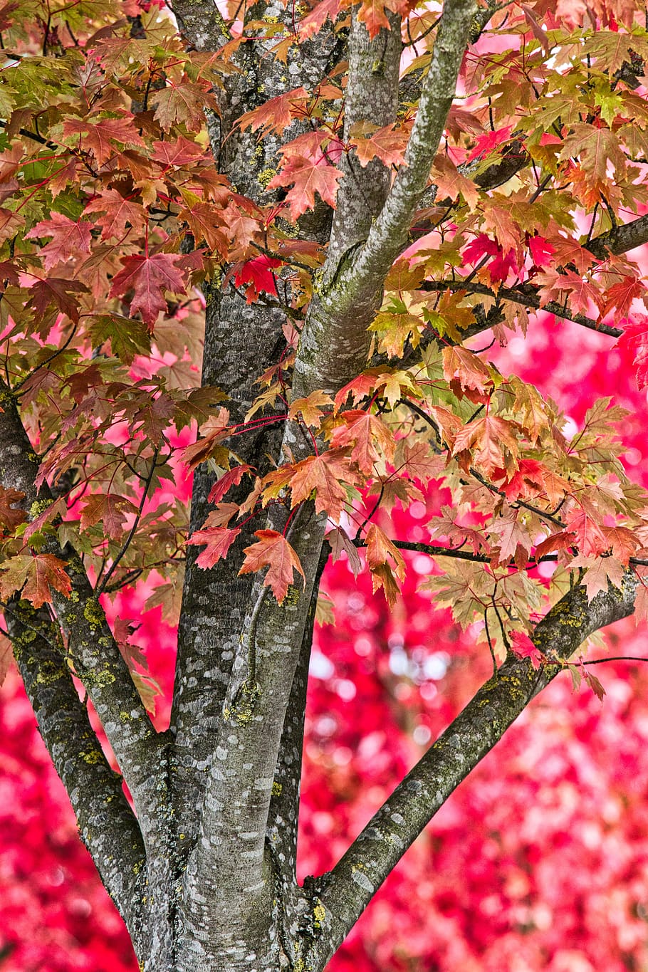 tree, maple, autumn, red, background, leaves, nature, bright HD wallpaper