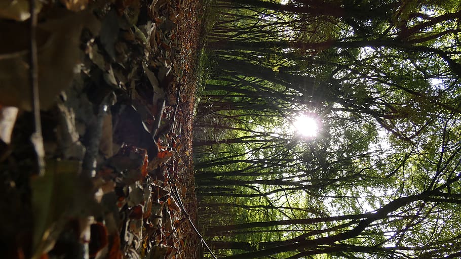 plant, leaf, ground, sunlight, tree, flare, tree trunk, maple leaf HD wallpaper