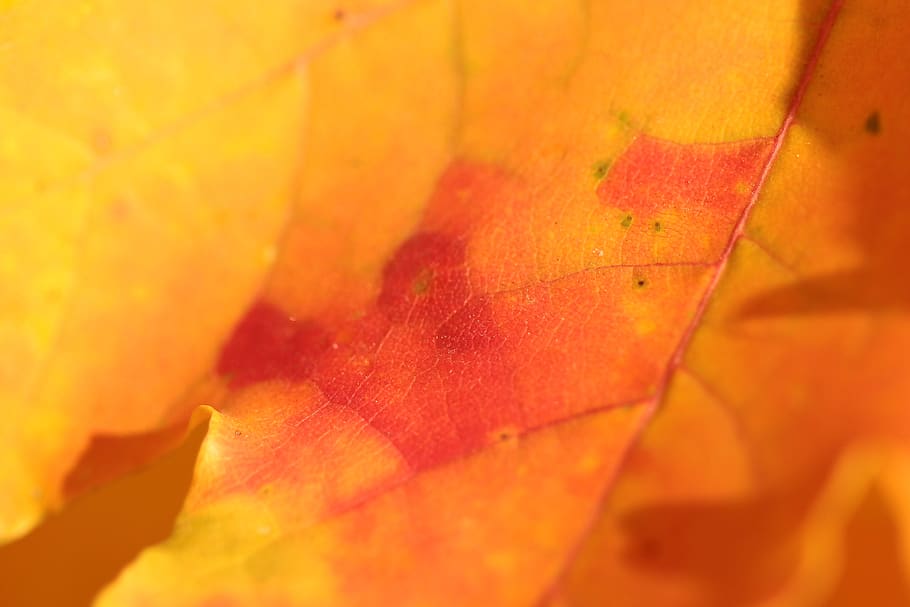 orange leaf, praha, vodní nádrž hostivař, czechia, plant HD wallpaper