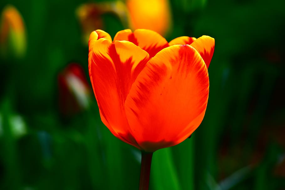 flower, tulip, color, flora, flowers, spring, tulips, nature, HD wallpaper