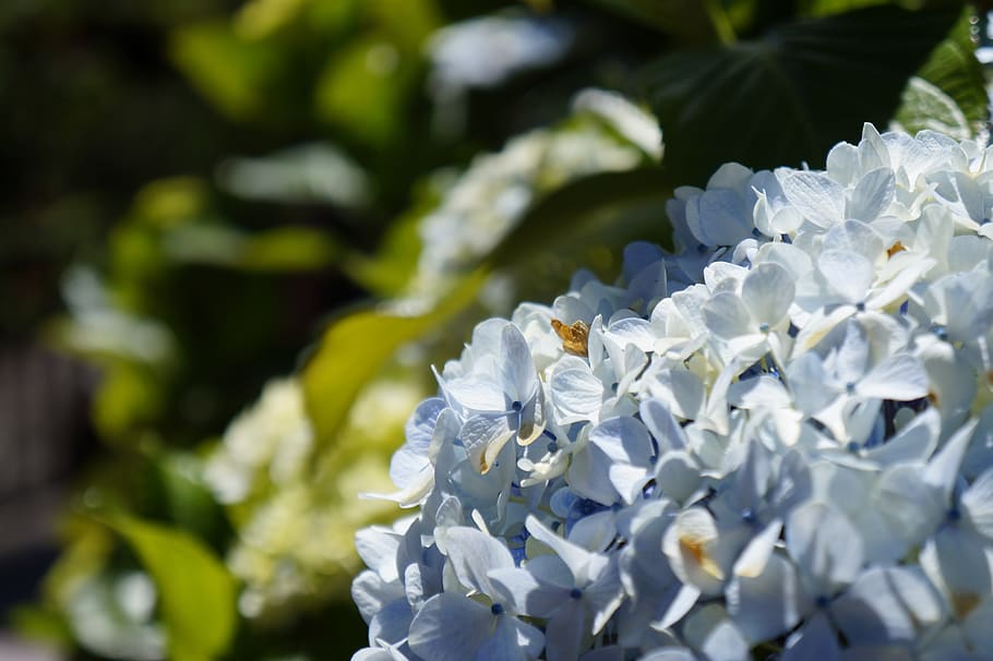 flower, fresh, blue, summer, sunny, celeste, nature, soft, flowering plant HD wallpaper