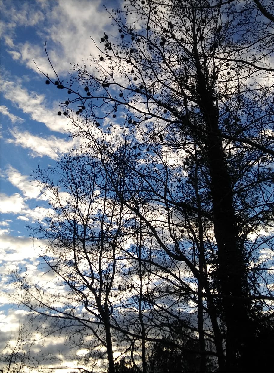 sky, clouds, trees, trees and sky, plant, cloud - sky, branch HD wallpaper