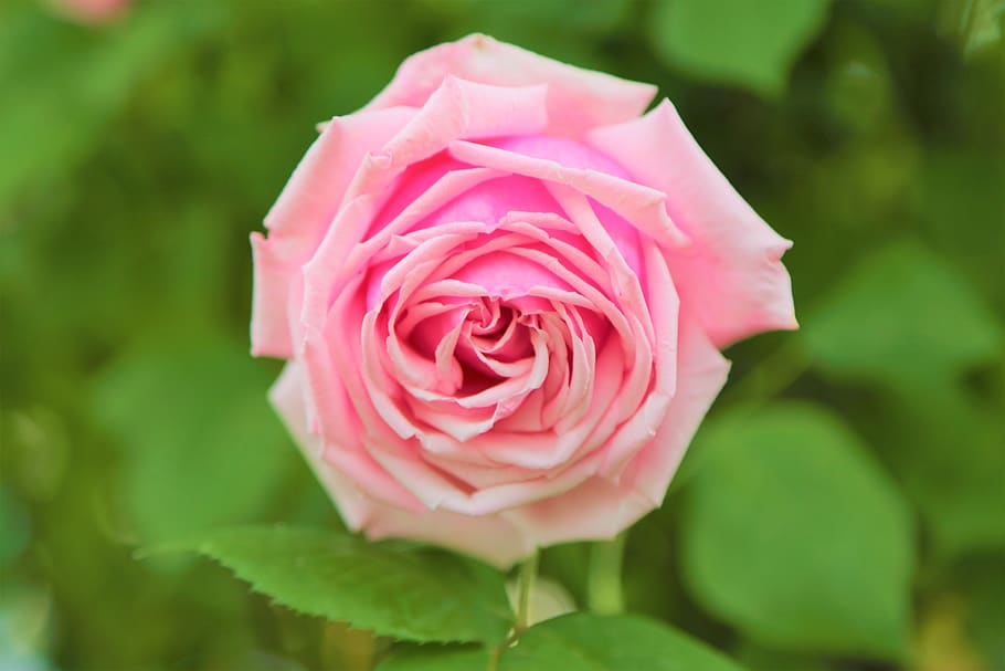 rose, pink, gulpembe, flower, nature, love, romantic, blooming HD wallpaper