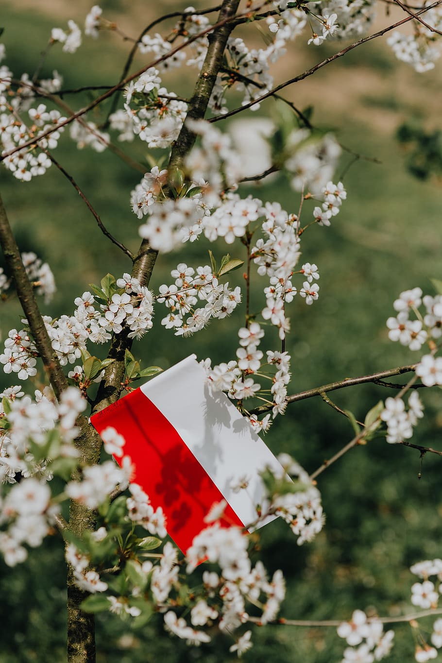 Flag of Poland - Polska Flaga, nature, Europe, tree, polish, national