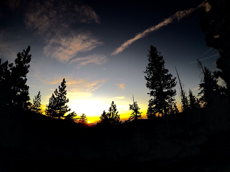 trees, forest, nature, sunset, sky, beauty in nature, silhouette HD wallpaper
