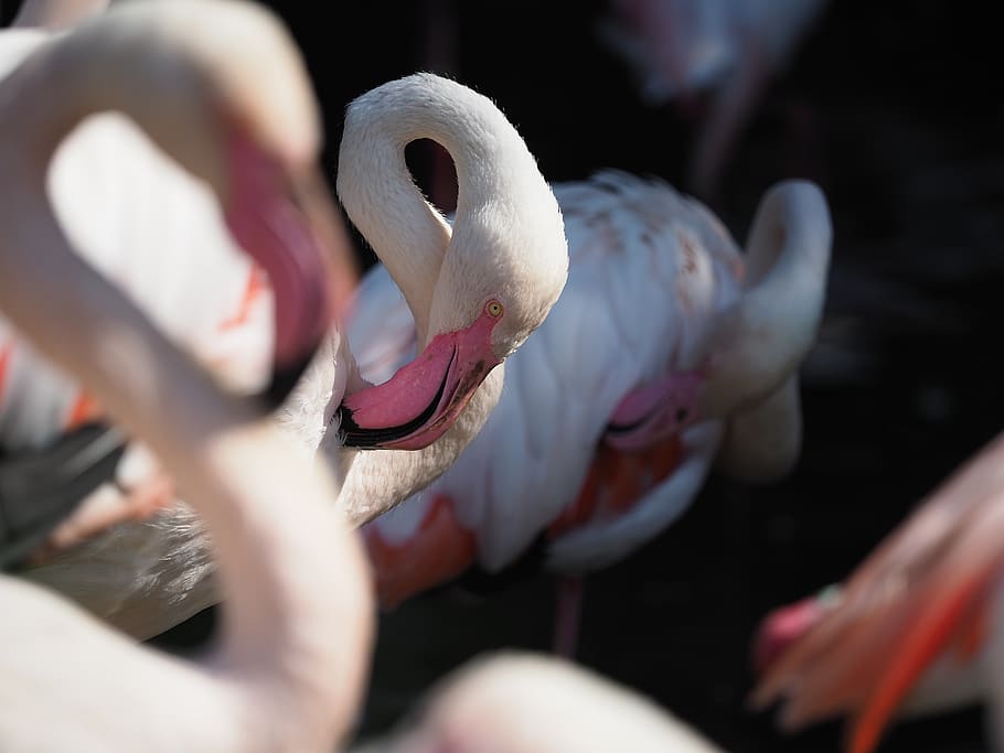 bird, flamingo, whites, beak, eye, neck, animal, feather, pink HD wallpaper