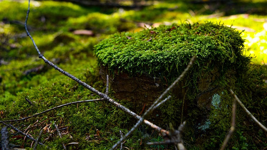 plant, green color, moss, nature, growth, no people, day, close-up HD wallpaper