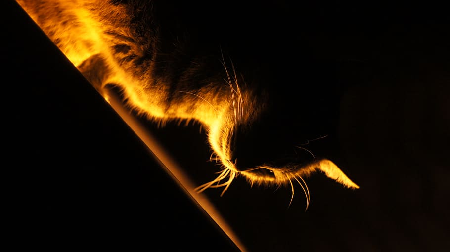 cat, light, animal, animal themes, mammal, one animal, domestic HD wallpaper