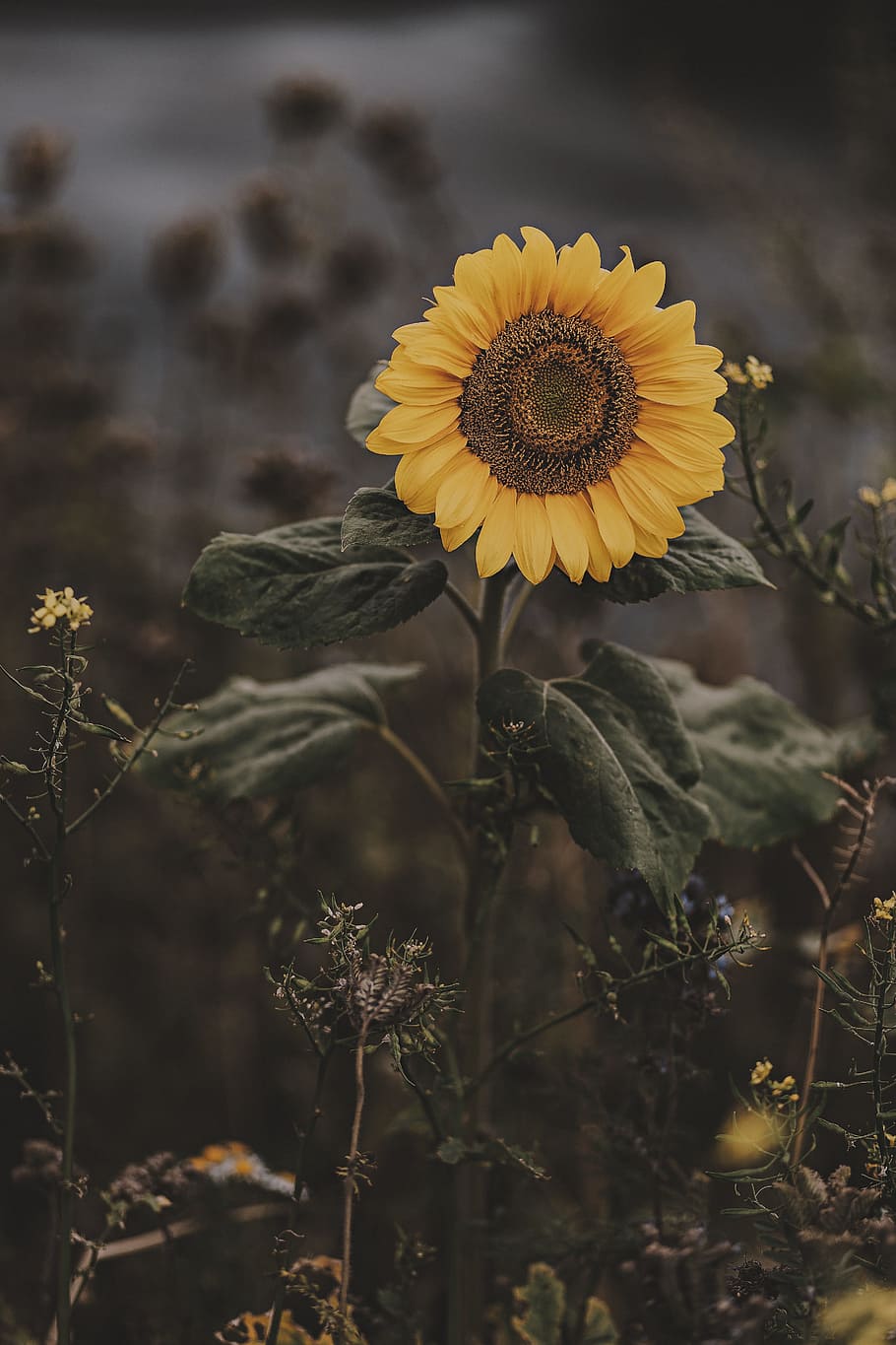 selective focus photography of sunfloer, sunflower, bloom, leaf HD wallpaper