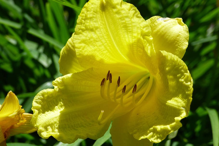 flower, spring, natural, sunshine, sunlight, outdoor, sunny HD wallpaper