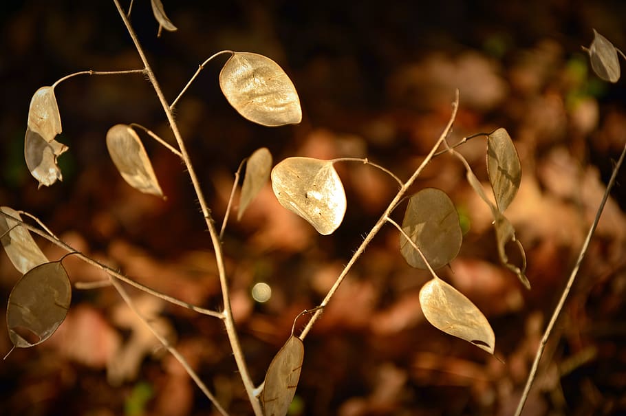 silver leaf, lunaria, cruciferous plant, brassicaceae, judas schilling, HD wallpaper