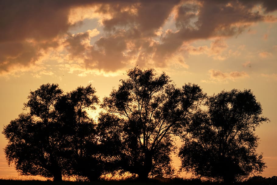 poland, powidz, trees, sunset, sky, plant, beauty in nature HD wallpaper