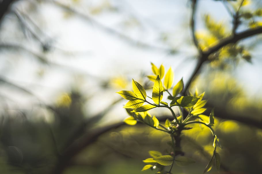 Selective Focus Photo of Green Leaves, close-up, tree, tree branches HD wallpaper