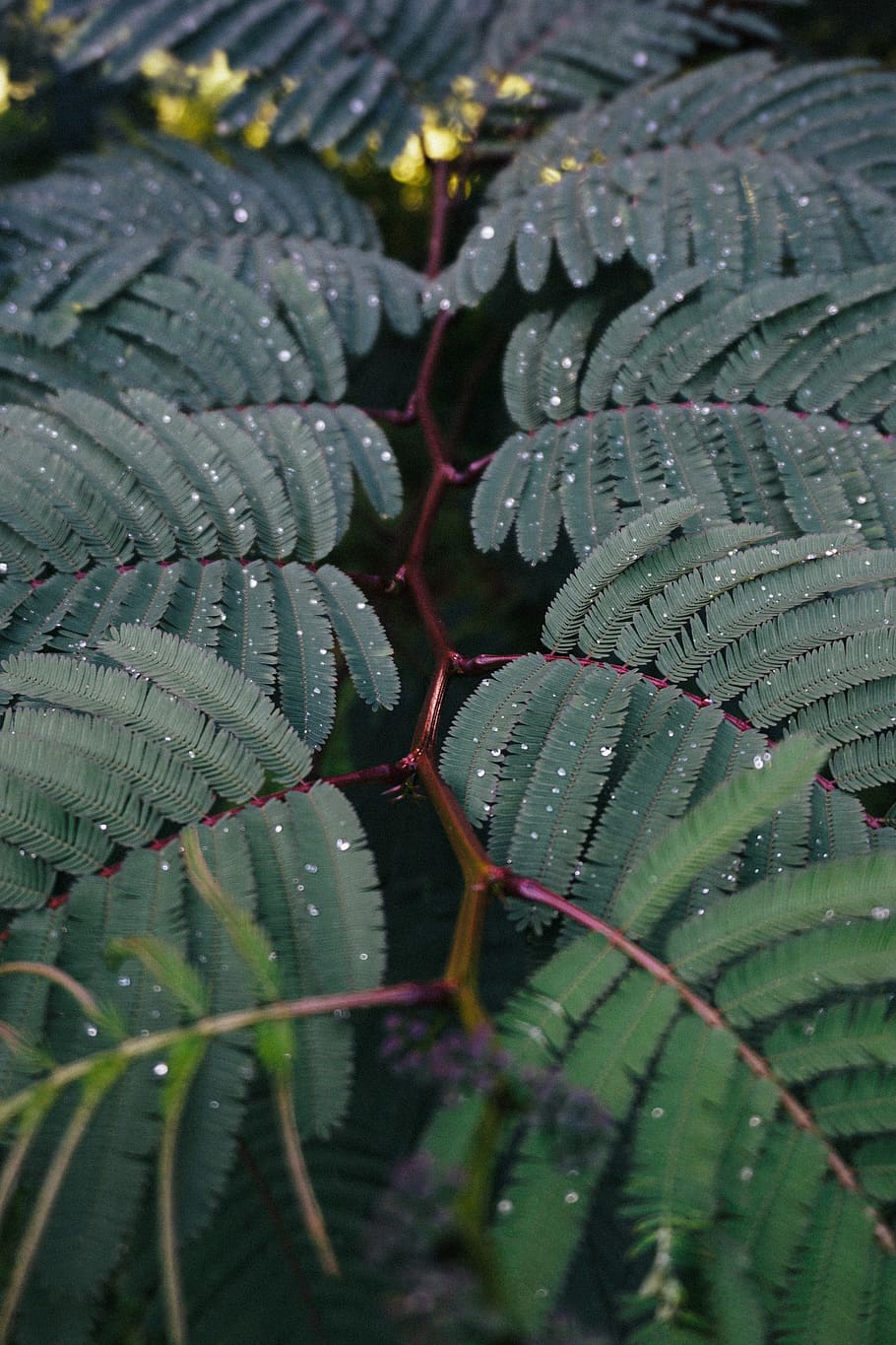 green boston fern plant, leaf, bali, indonesia, blossom, flower HD wallpaper