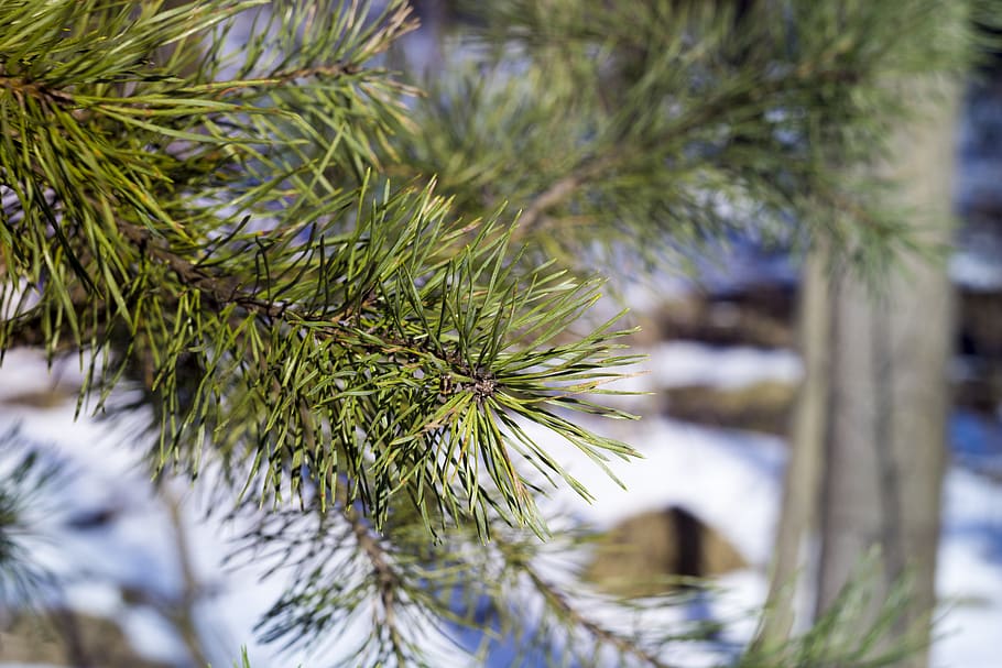 pine, winter, nature, snow, tree, cold, green, macro, forests HD wallpaper