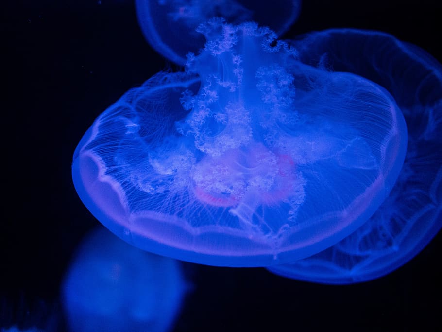 blue jellyfish, sea life, animal, invertebrate, #aquarium, #ocean #neon #jellyfish #wildlife, HD wallpaper