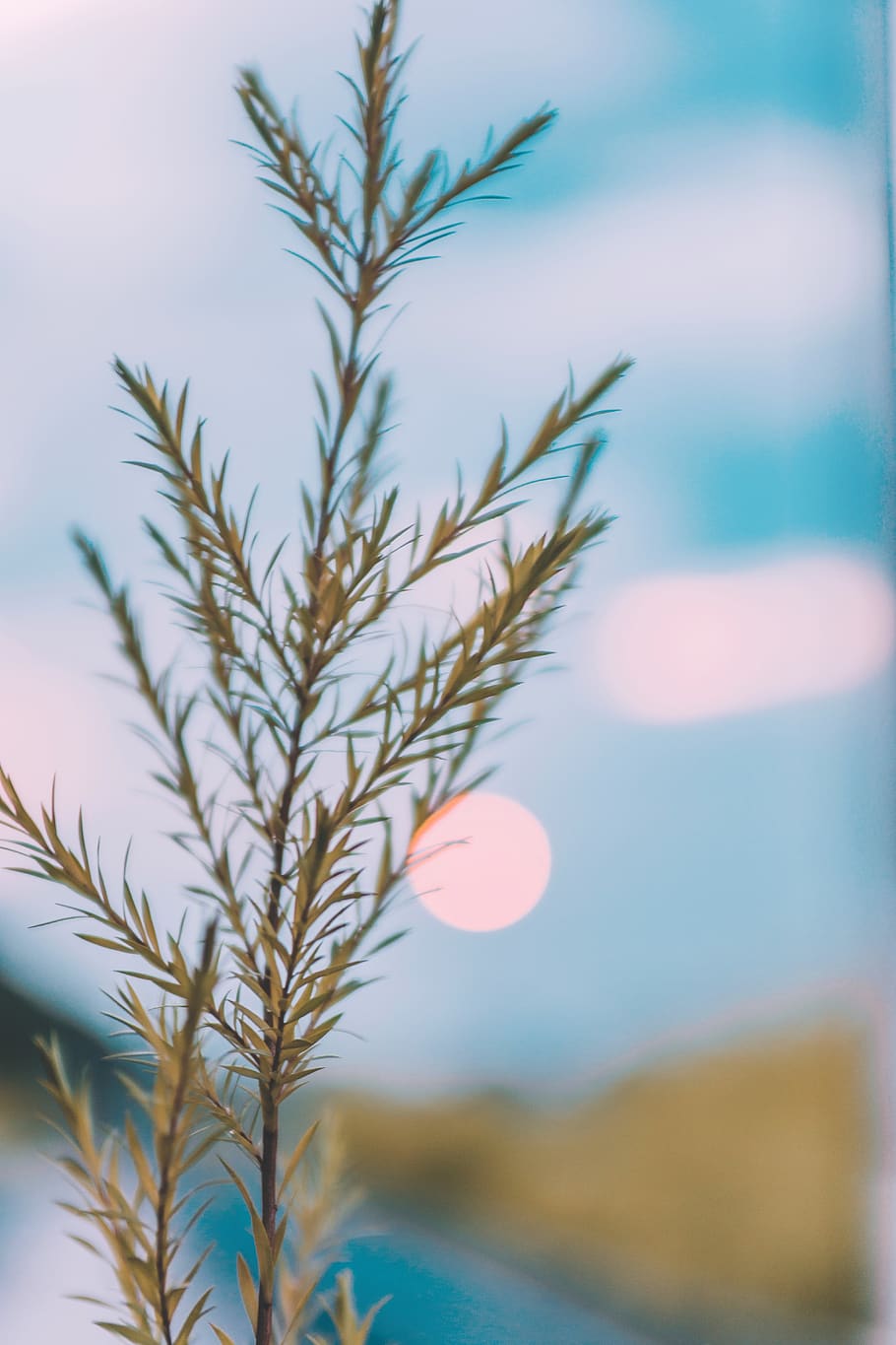 sun, glass, growth, plant, focus on foreground, close-up, sky HD wallpaper