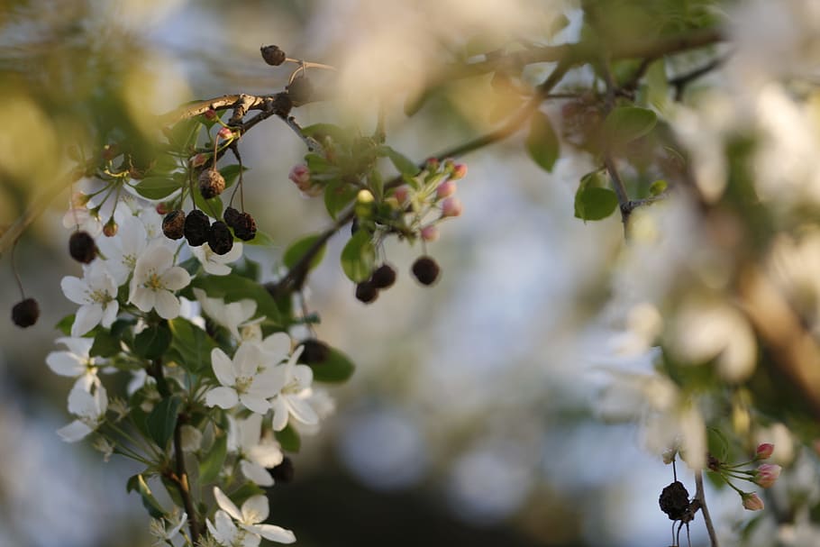 beautiful, blossom, bright, bunch, closeup, detail, flora, floral HD wallpaper