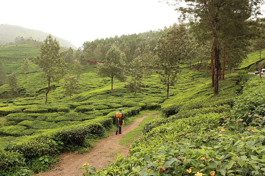 india, munnar, plant, tree, green color, real people, growth HD wallpaper
