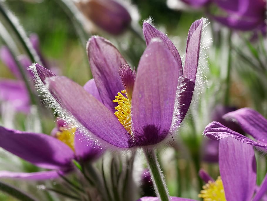 pasque flower, spring, violet, close up, petals, flowering plant HD wallpaper