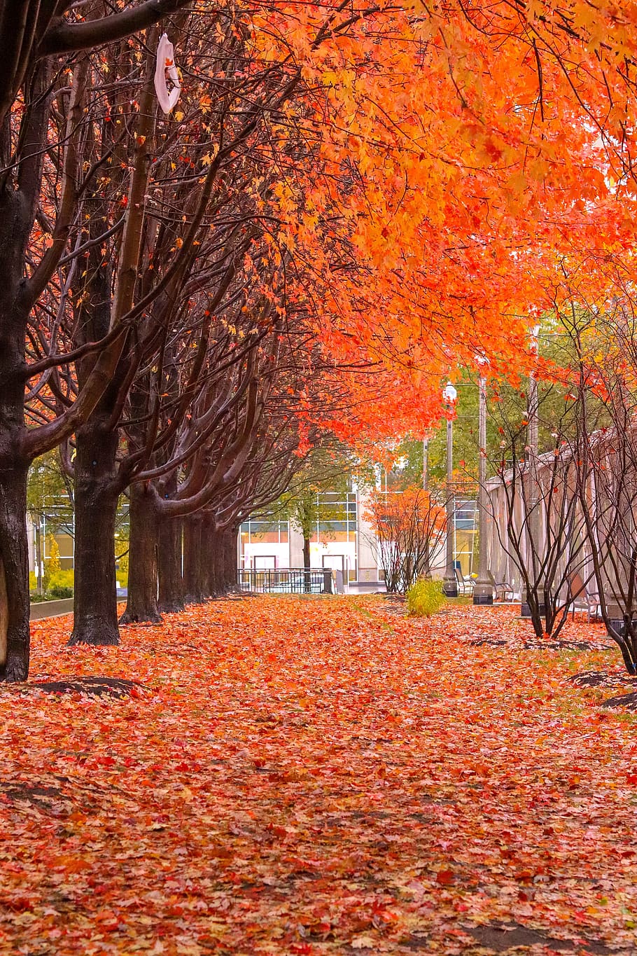 fall, color, orange, trees, leaves, autumn, colorful, nature HD wallpaper