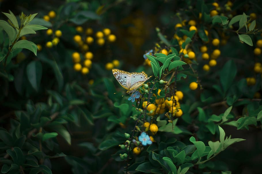 Yellow Butterfly Perching on Plant, beautiful, branch, bright HD wallpaper
