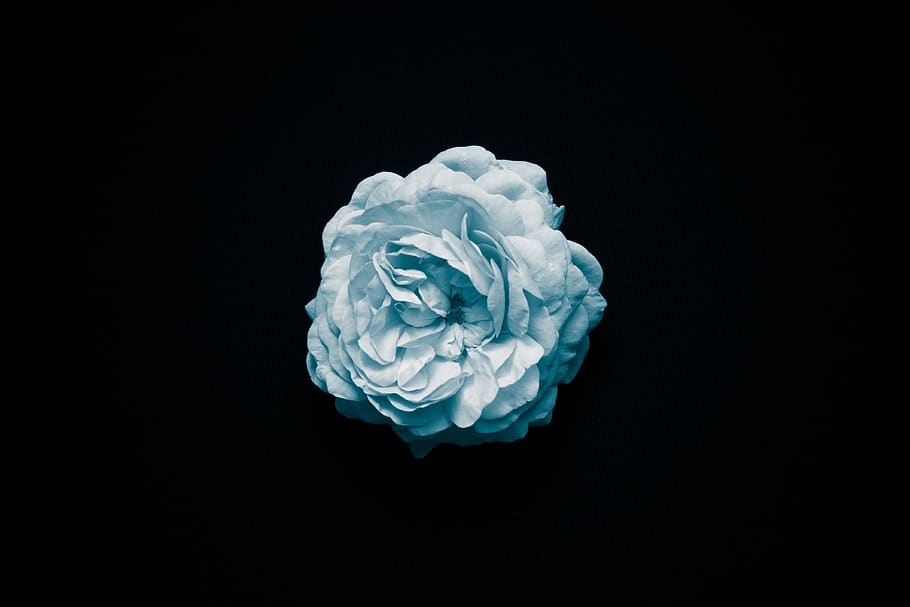 bloom, blossom, flora, flower, hd wallpaper, nature, studio shot HD wallpaper