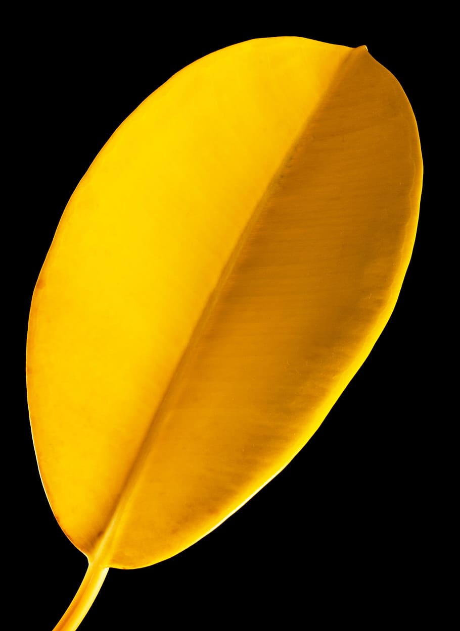 yellow, leaf, plant, fall, autumn, black background, studio shot HD wallpaper