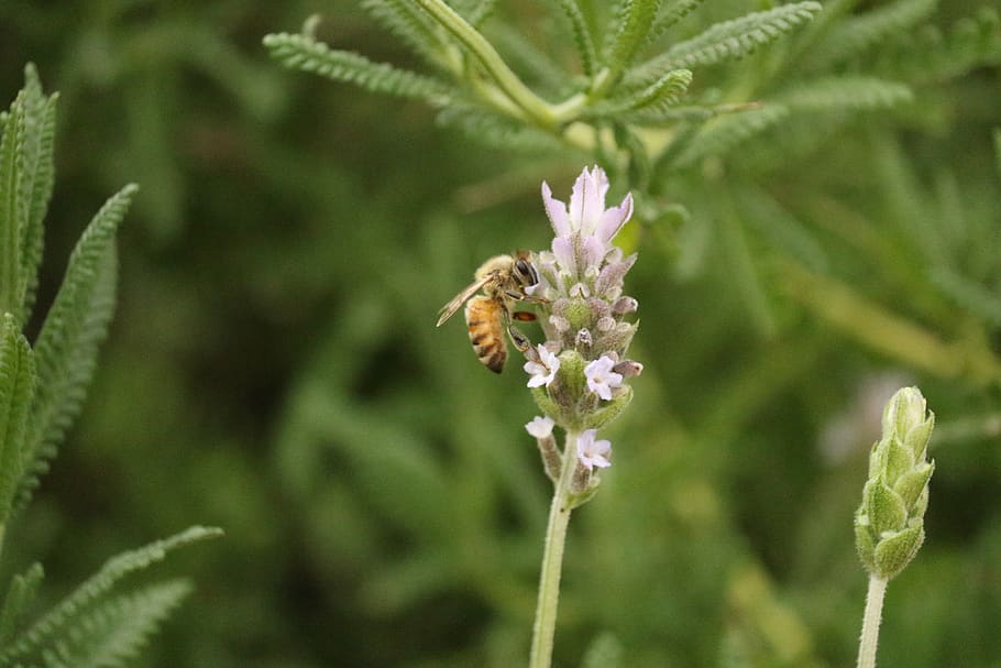 insect, bee, flower, bloom, pollination, wings, animal themes HD wallpaper