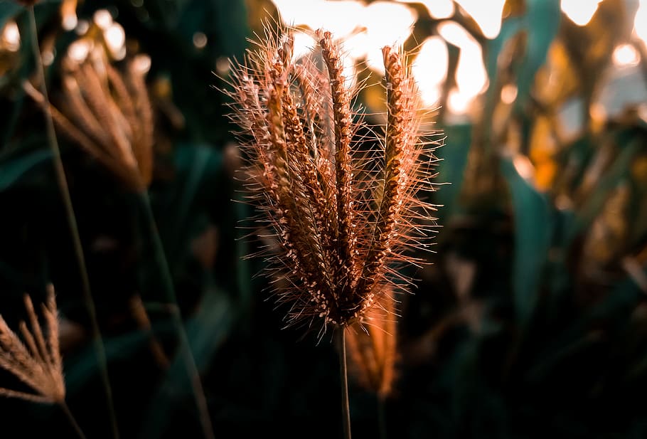 Shallow Focus Of Brown Plant, close-up, grass, growth, macro HD wallpaper