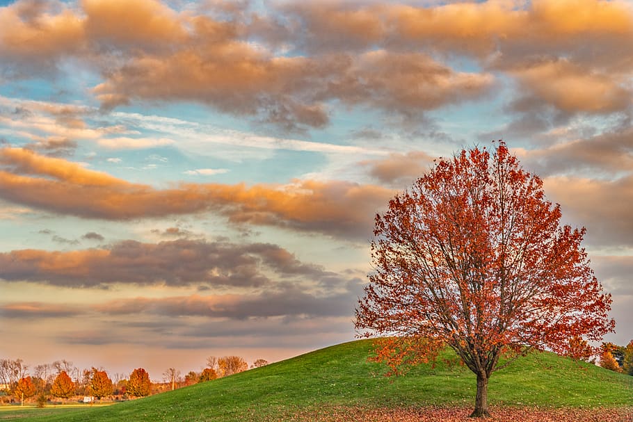 red, orange, sky, sunset, nature, trees, twilight, landscape HD wallpaper