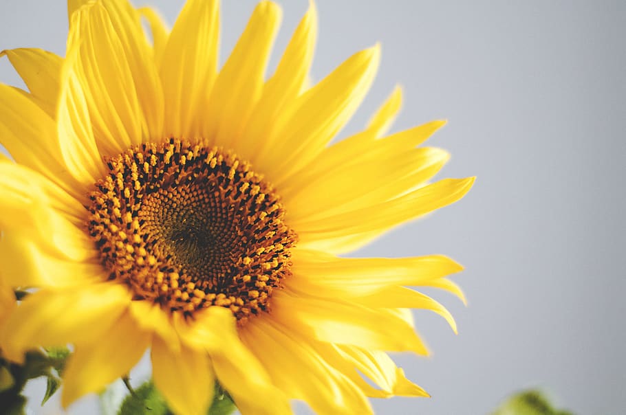 photo of yellow common sunflower, flowering plant, freshness, HD wallpaper