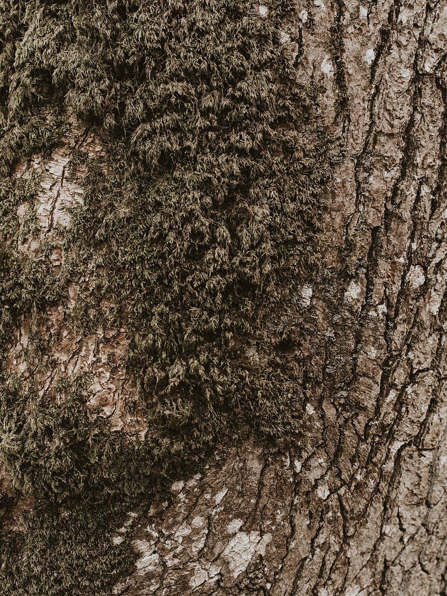 plant, tree, rug, ground, tree trunk, texture, outdoors, rock HD wallpaper
